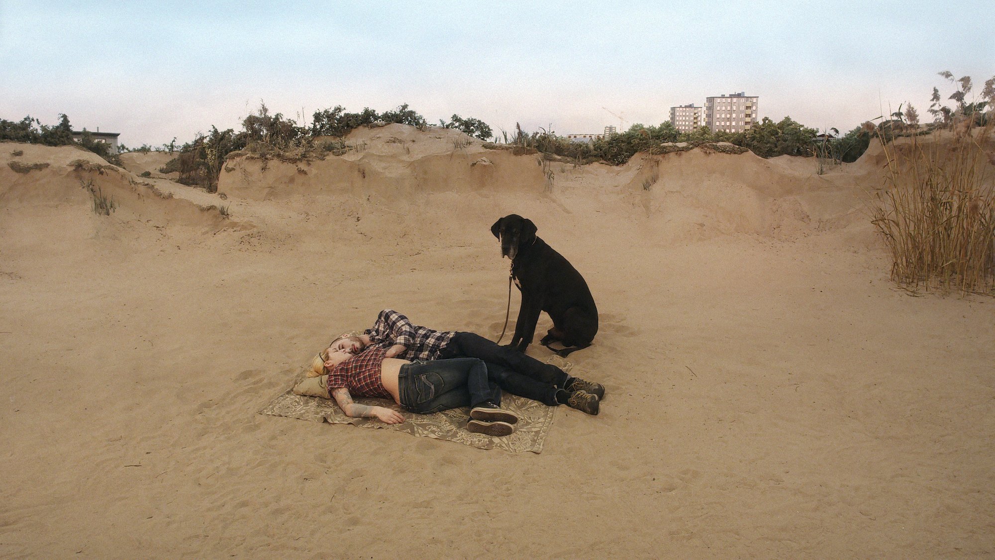 A PIGEON SAT ON A BRANCH REFLECTING ON EXISTENCE