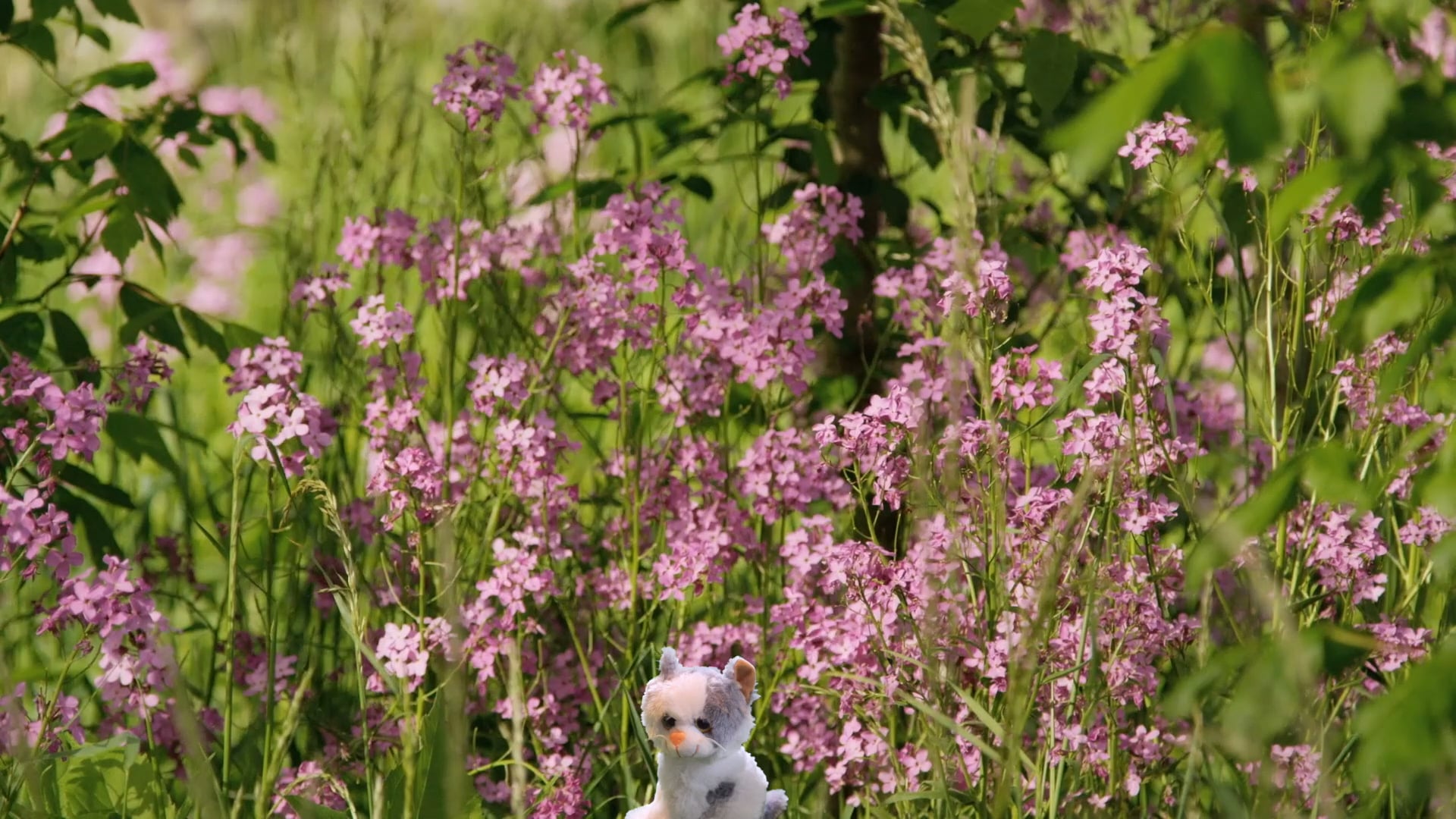 B1.L11. The Prodigal Lucy Sherwood Skit