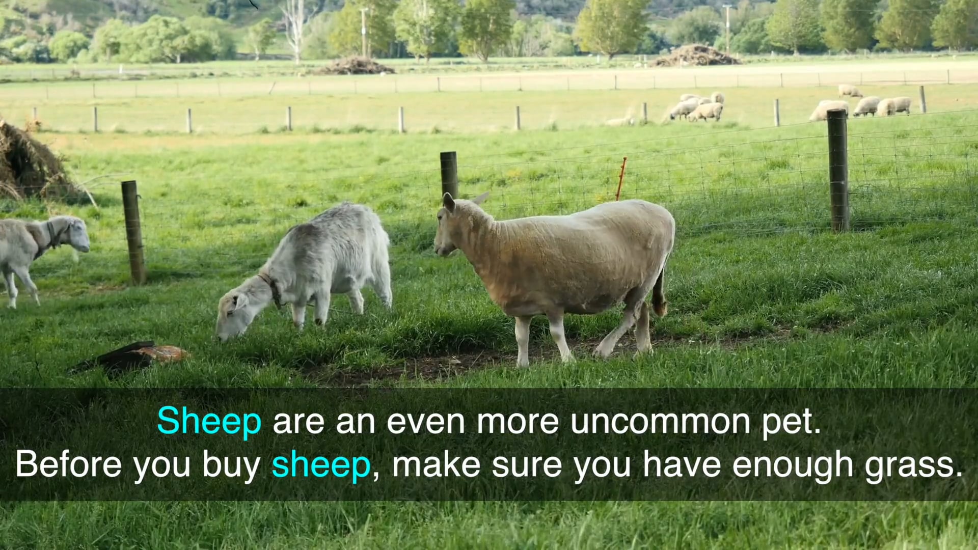 B1.L11.V2 Pets vocabulary