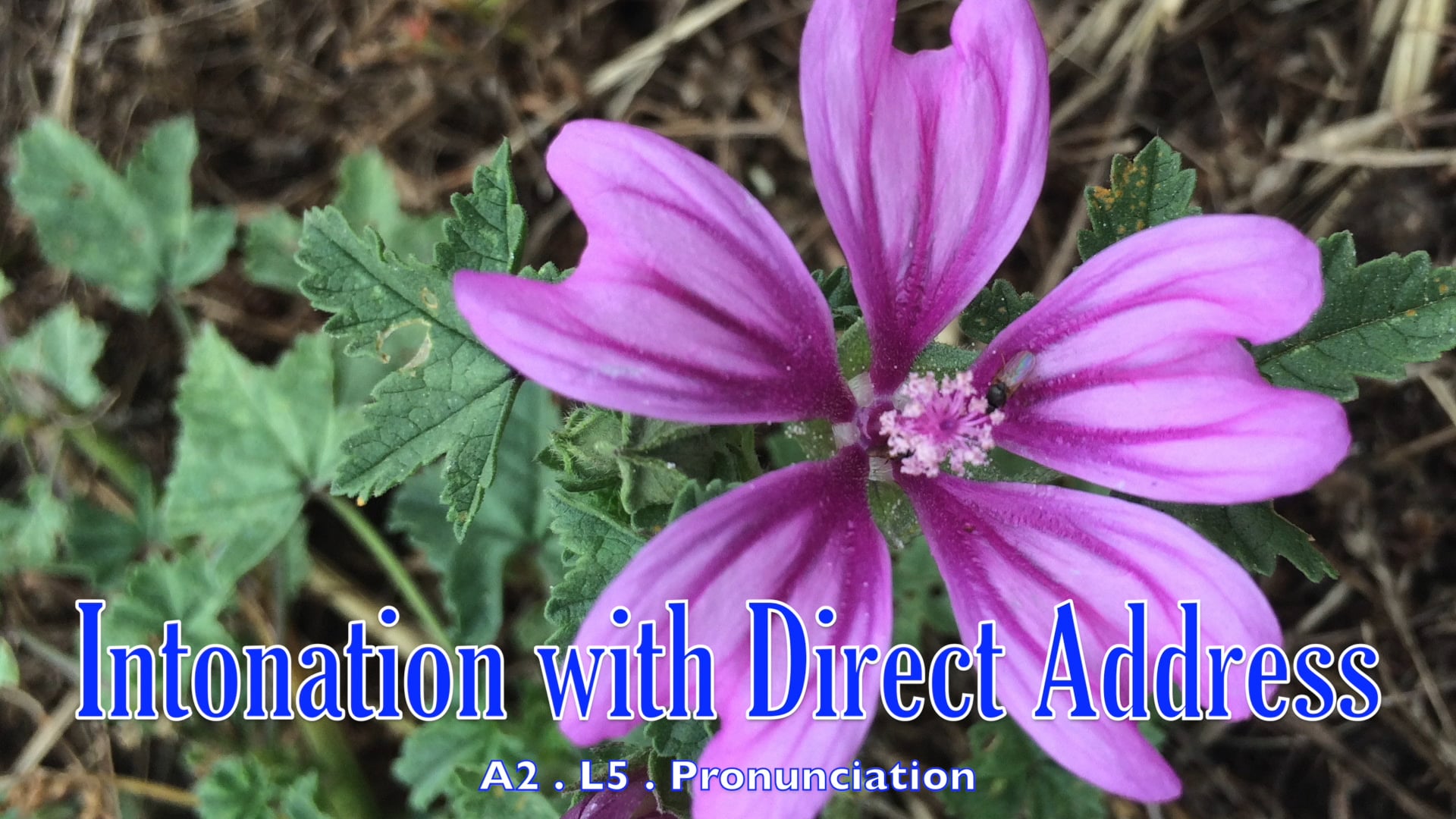 A2.L5 Intonation with Direct Address Pronunciation