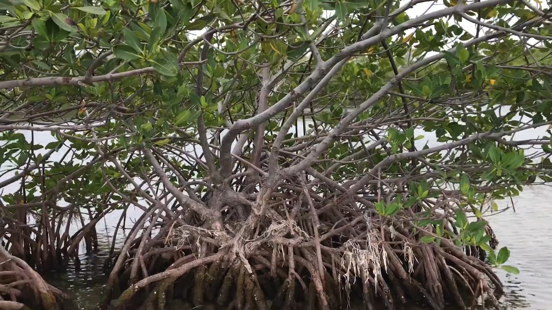 Travel: Mangrove Trees in the Keys, Florida