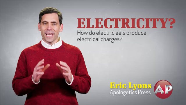 Electric Eel