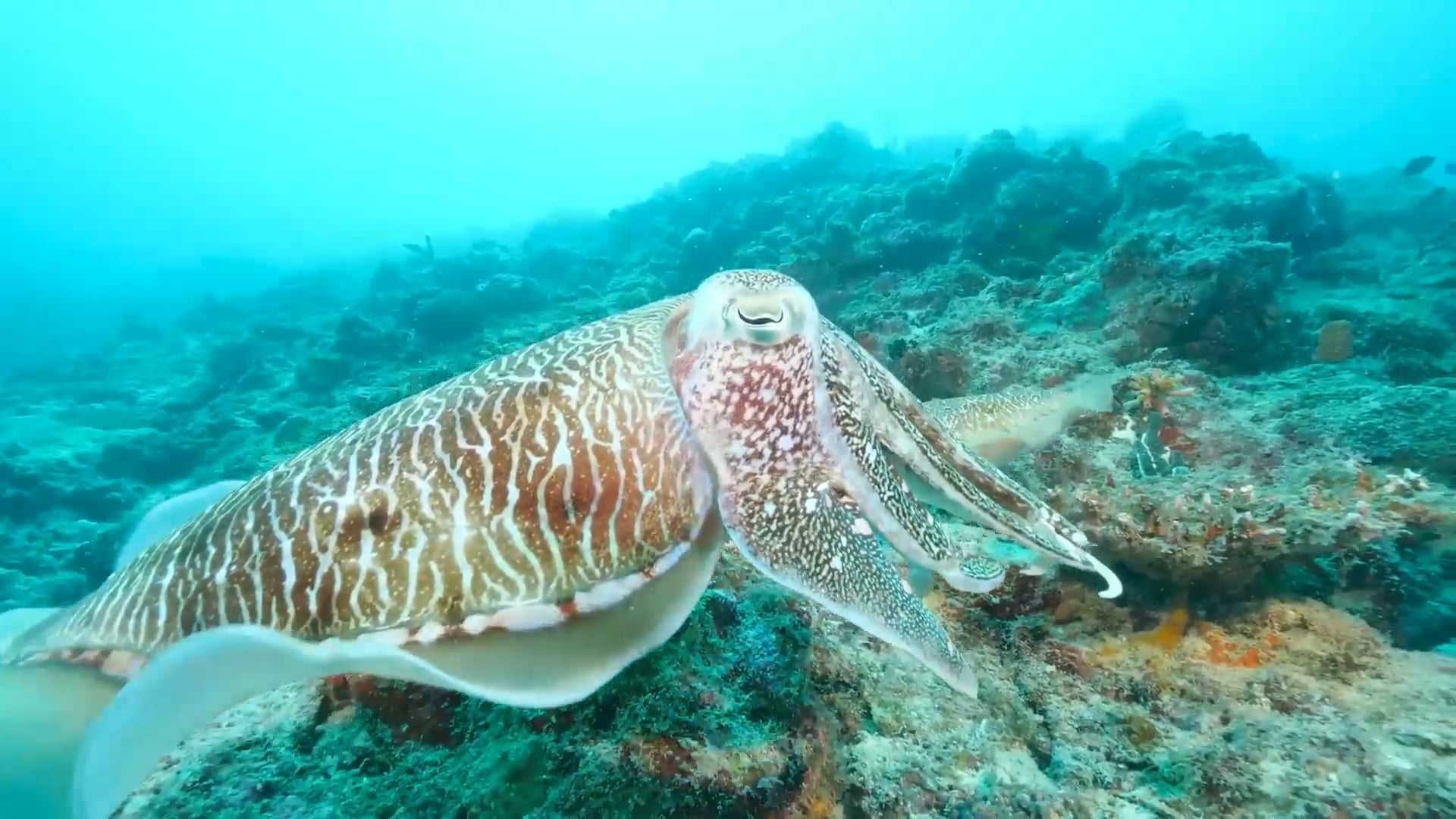 Cuttlefish 