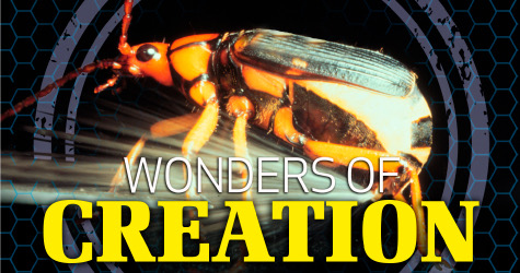 The Wonders of Creation