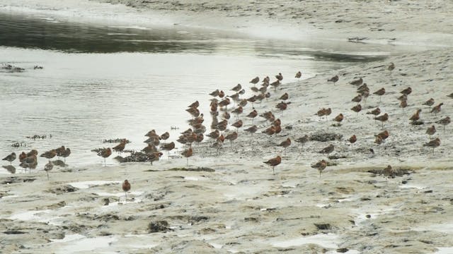 Godwit 