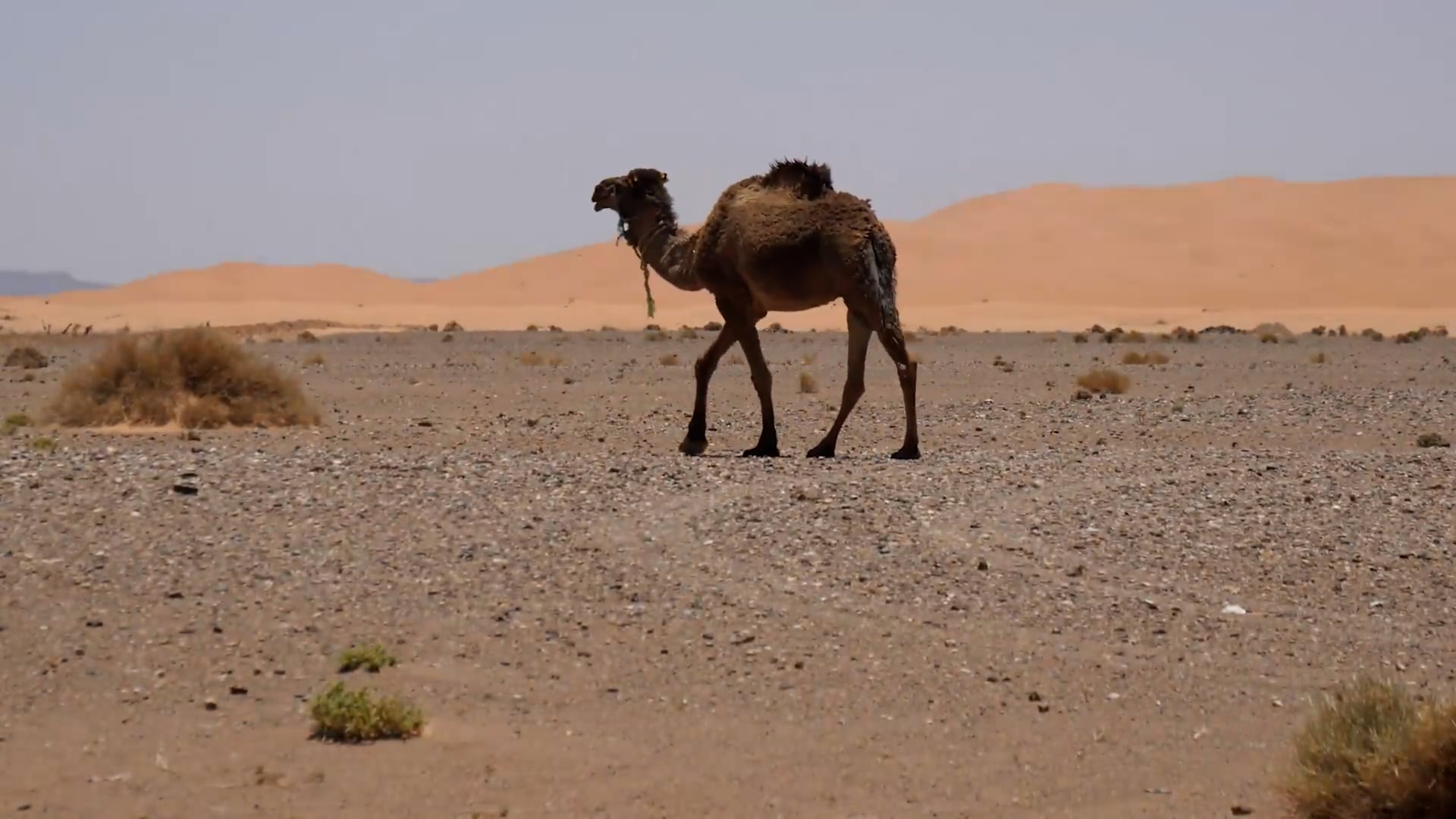 Camels