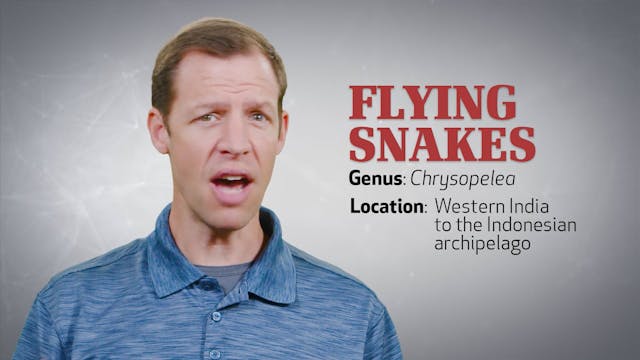 Flying Snakes