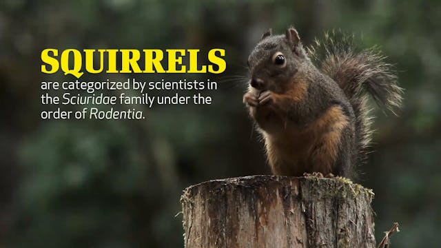 Squirrels