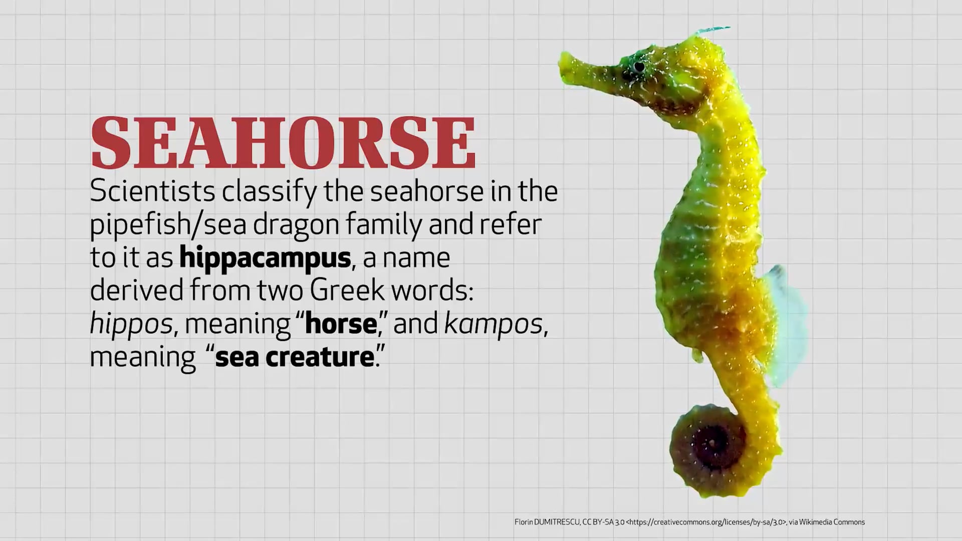 Seahorses