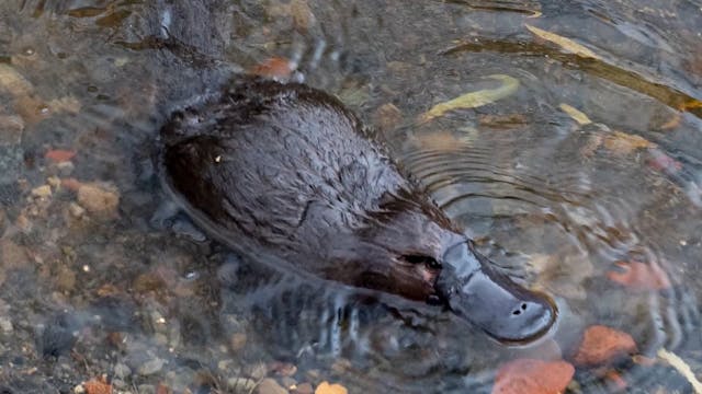 Platypus