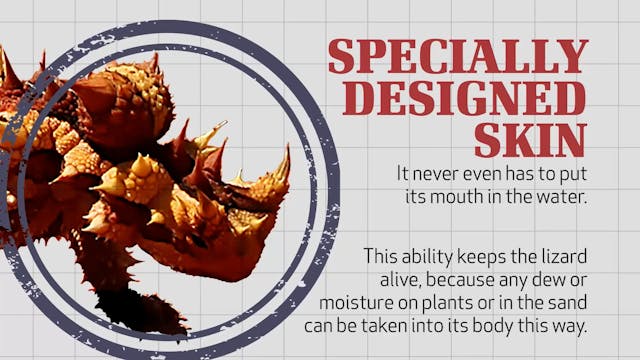 Thorny Devil Lizard