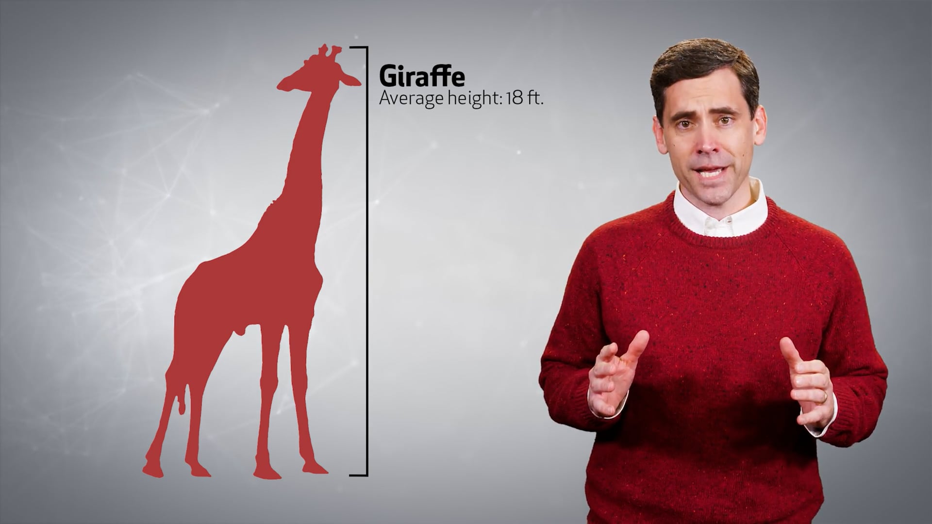 Giraffes 