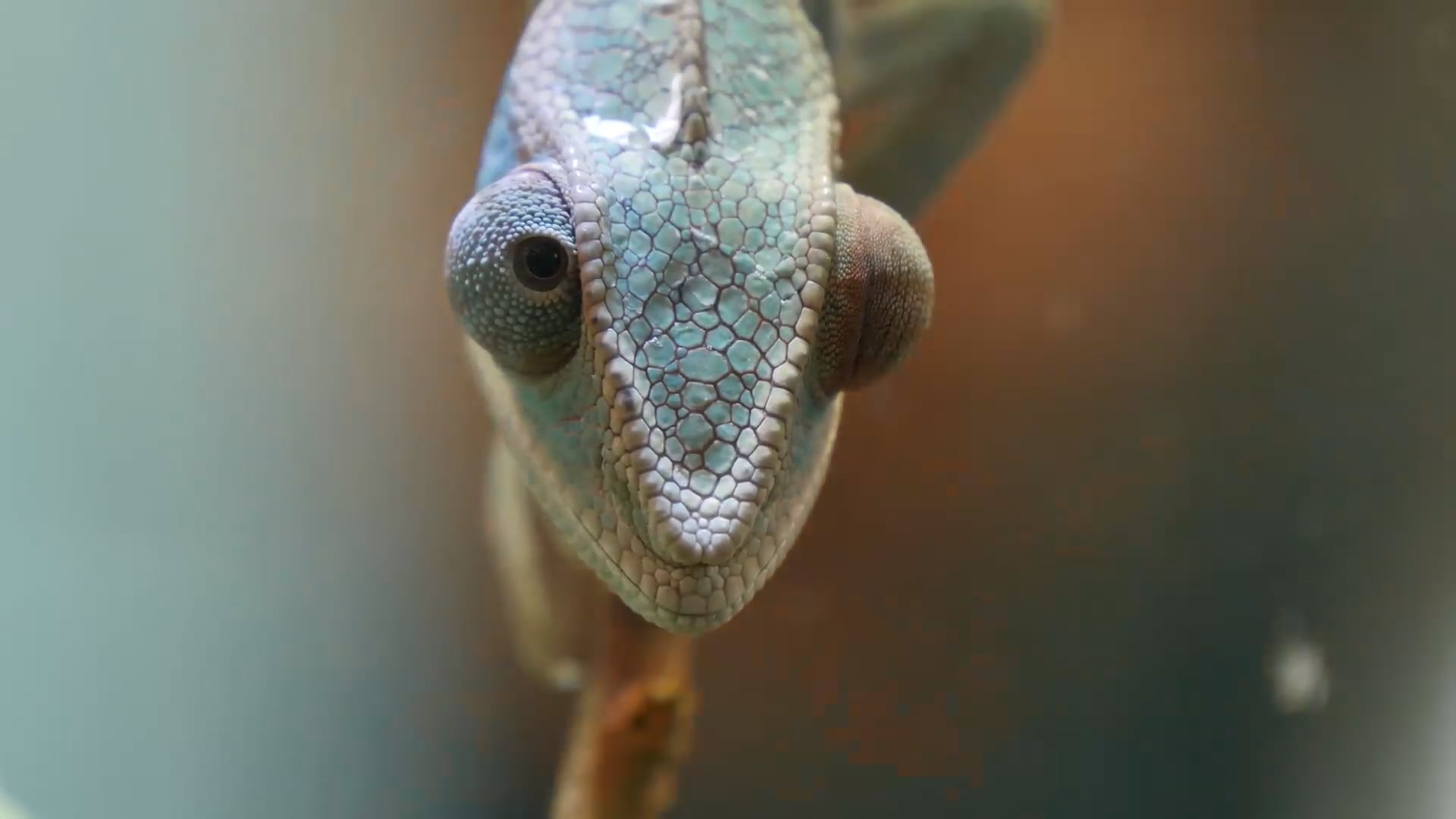 Chameleons
