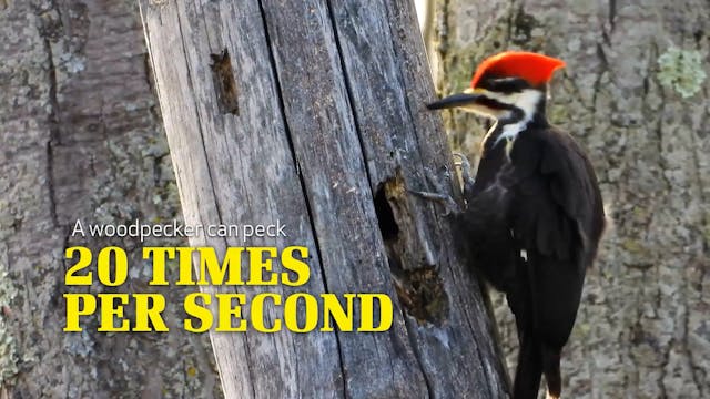 Woodpeckers