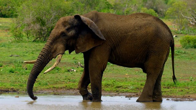 Elephants 