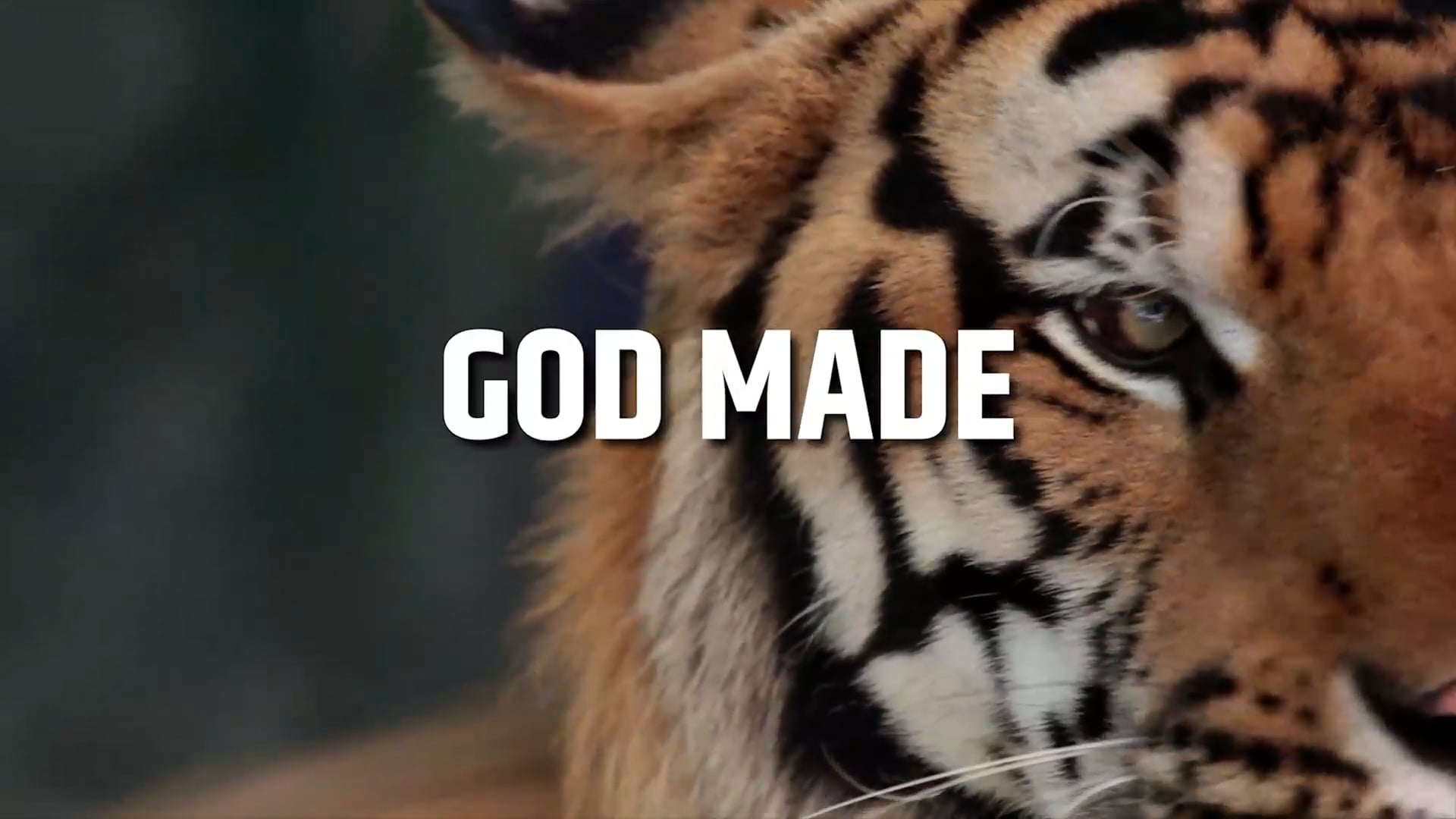 God Made Animals