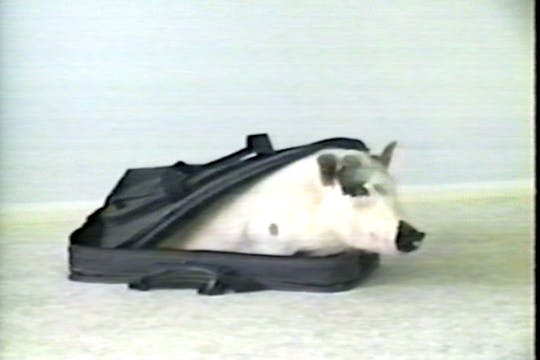 Amazing Pig Tricks