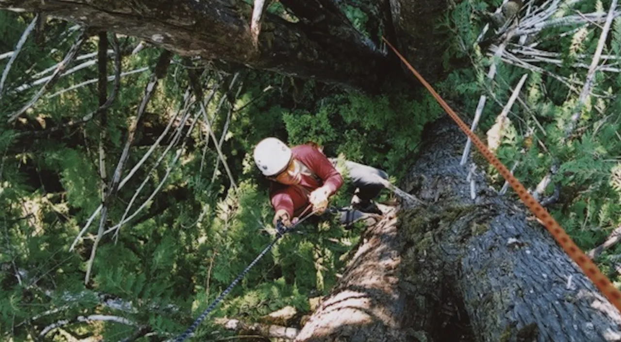 Rainforest: The Limit of Splendour