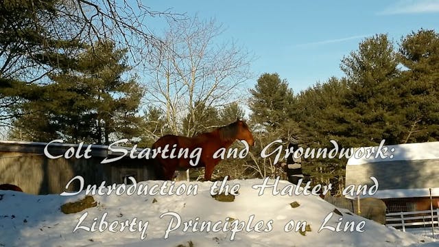 Colt Starting: Introducing the halter and Liberty principles on line VOD