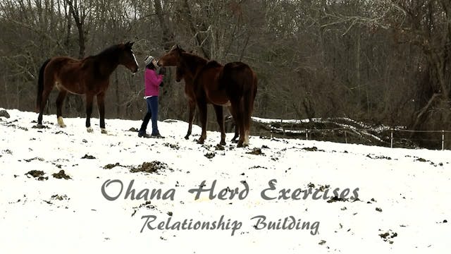 Ohana Herd exercises: Mirroring, Approach, Thoughtfulness, Herd dynamics VOD