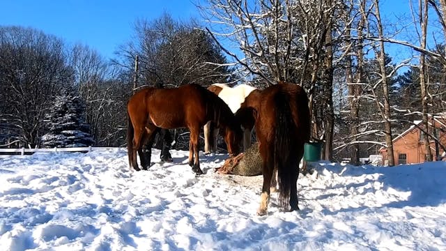 Basic Hoof Handling VOD