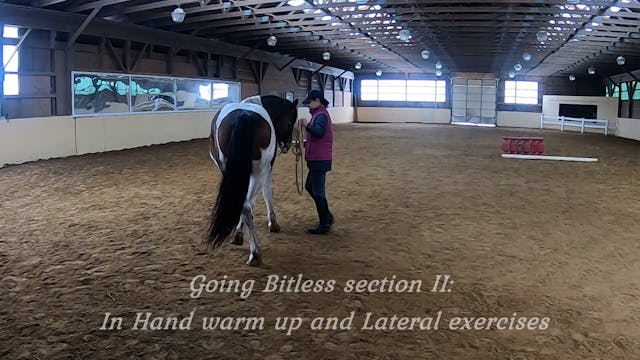 Going bitless: In hand warm up