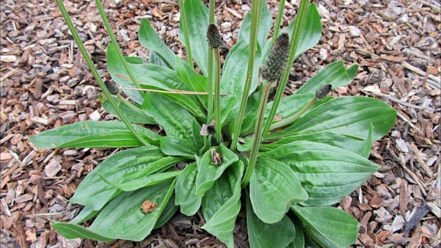 What's Growing on my Farm? Identifying common Beneficial Plants