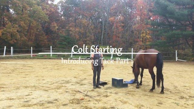 Colt starting: Introducing Tack pt 1