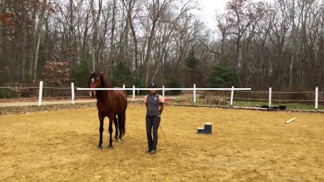 Canter Departs at Liberty