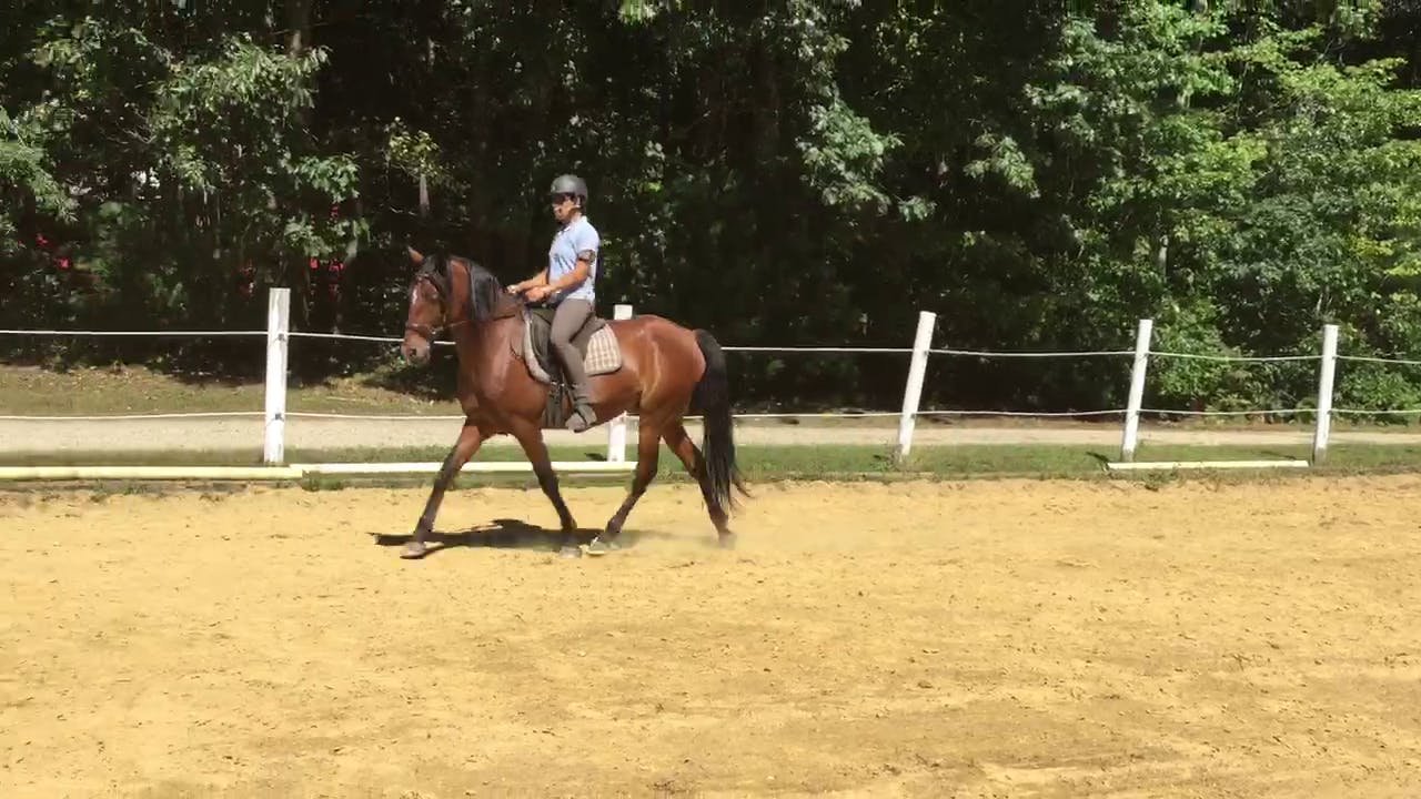 Colt Starting: Mounted exercises