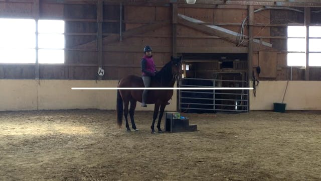 Colt Starting: Walk, trot and intro to lateral movements