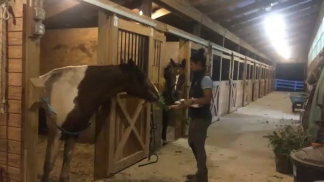 Why's my horse eating that?: Native plant identification and Zoopharmacognosy