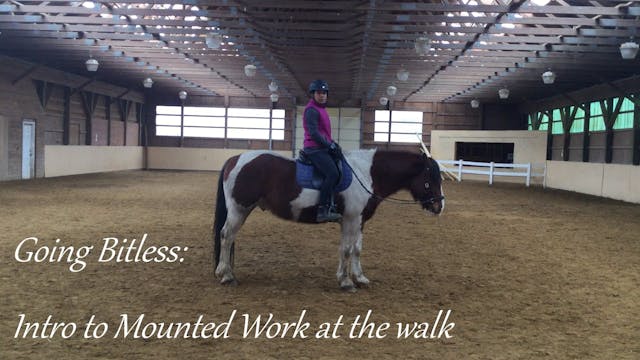 Going bitless: Beginning Mounted exercises