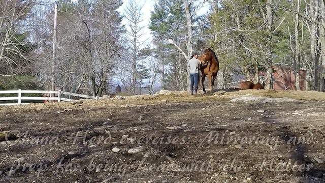 Ohana Herd exercises: Mirroring and preparation for leading with the Halter VOD