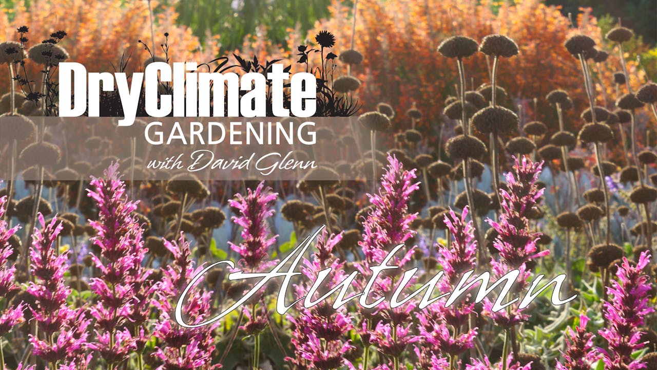 DRY CLIMATE GARDENING - AUTUMN