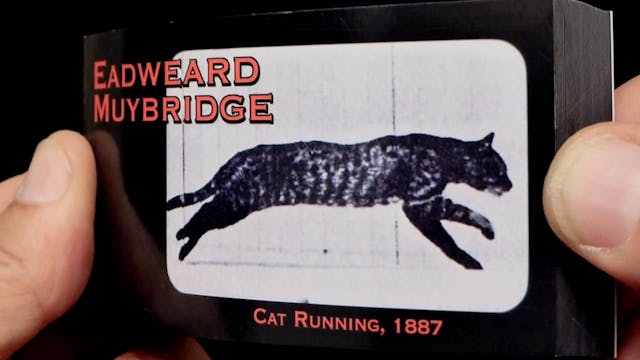 Muybridge Cat_website_bholu