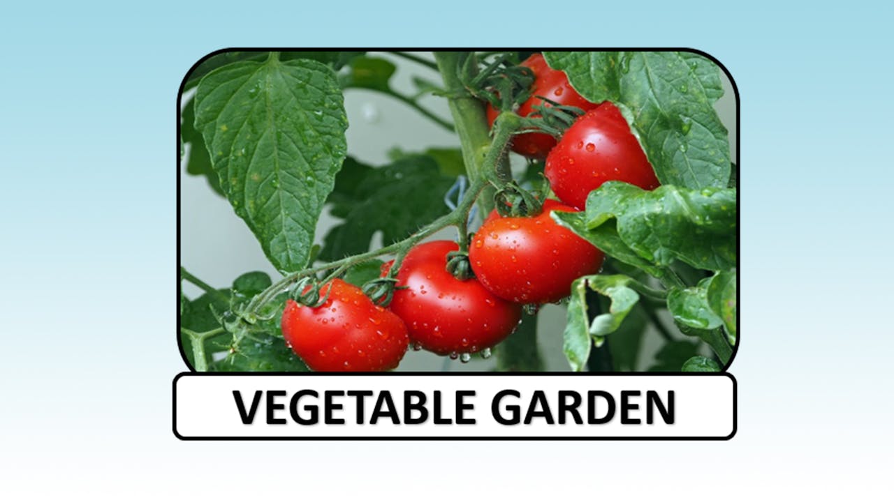 Vegetable Garden