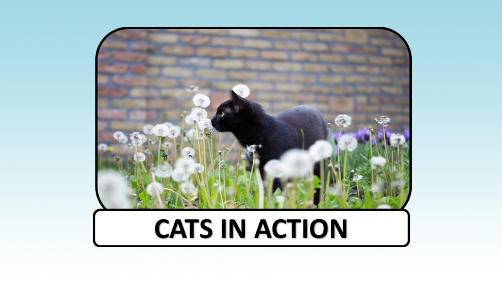 Cats in action