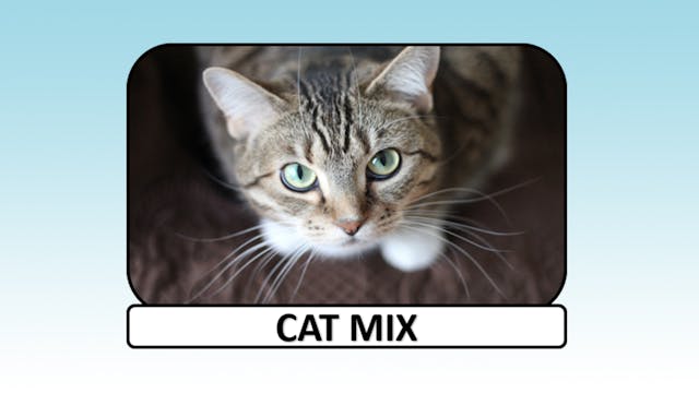 Cat Mix