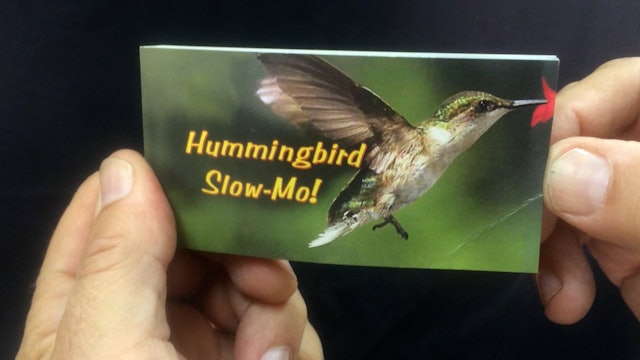 Hummingbird Flipbook Video