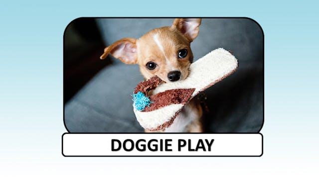 Dog Play