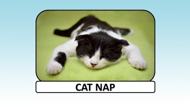 Cat Nap