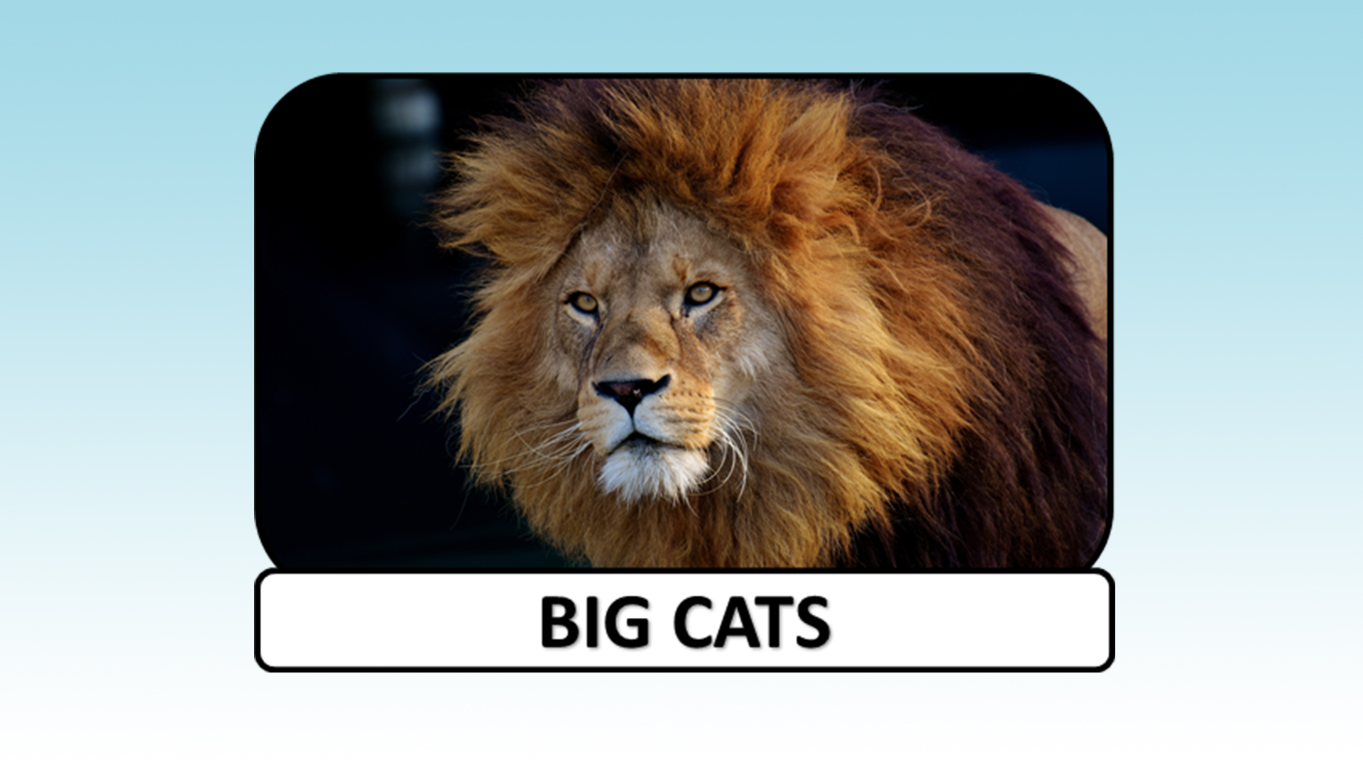 Big Cats