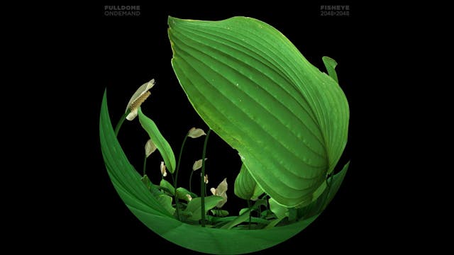 Music_A_Dream_Of_Sound_FDOD_2048F