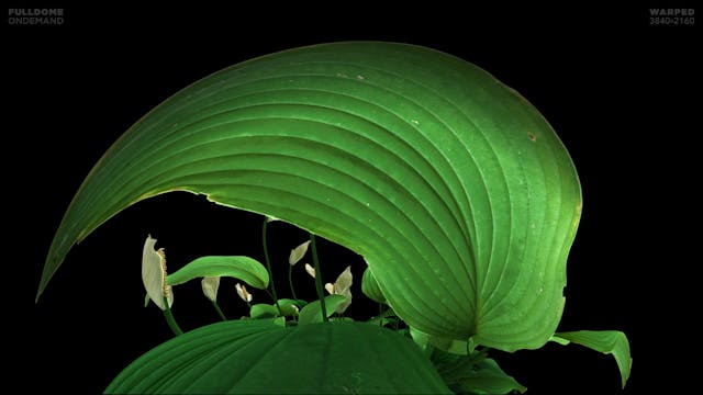 Music_A_Dream_Of_Sound_FDOD_3840W