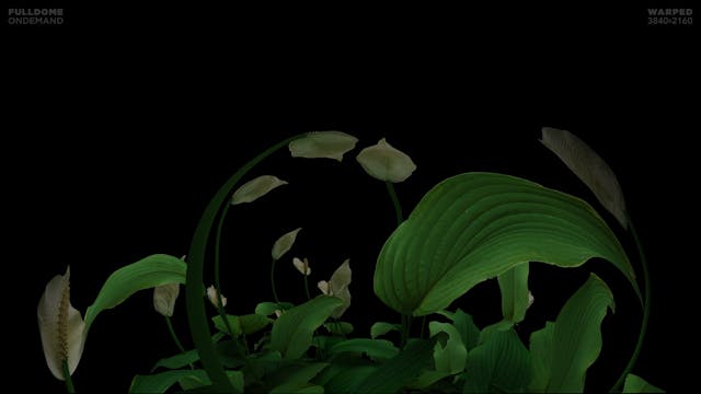 Music_A_Dream_Of_Sound_FDOD_3840W_SPA...