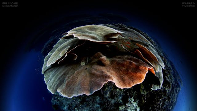 Underwater_Fantasy_FDOD_1920W