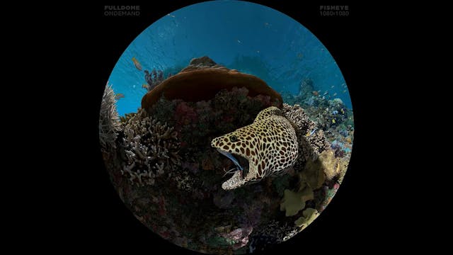 Expedition_Reef_FDOD_1080F