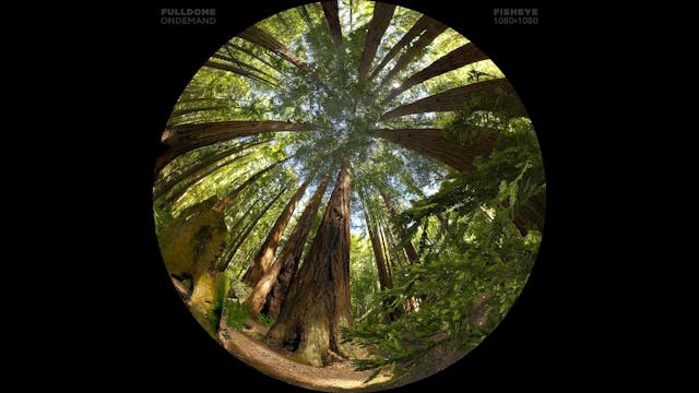 Life_A_Cosmic_Story_FDOD_1080F