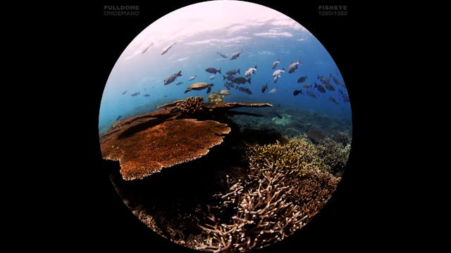 Underwater_Fantasy_3_FDOD_1080F